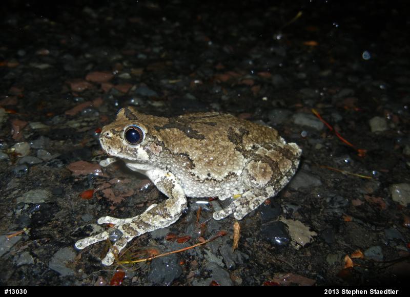 Gray Treefrog