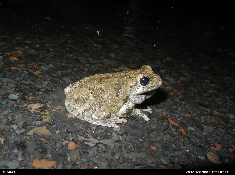 Gray Treefrog