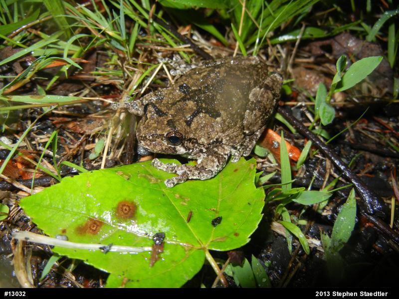 Gray Treefrog