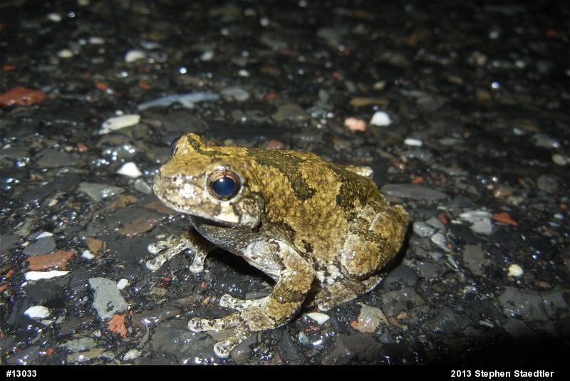 Gray Treefrog