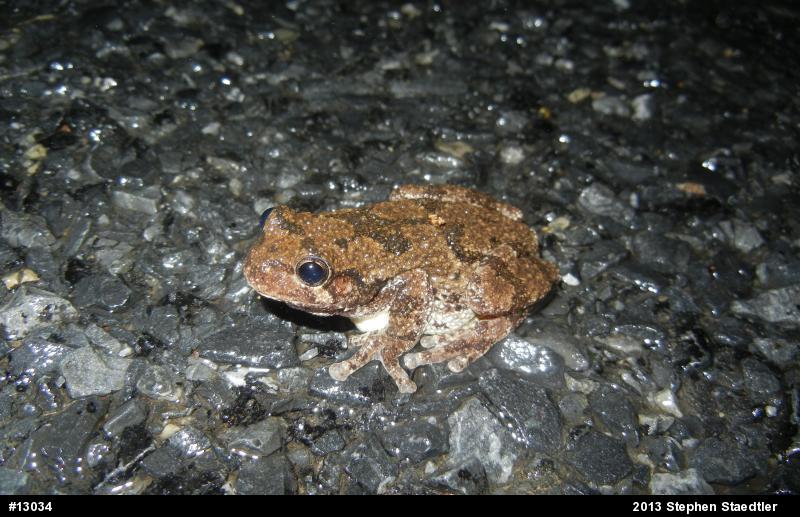 Gray Treefrog