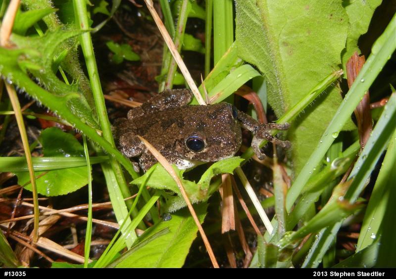 Gray Treefrog