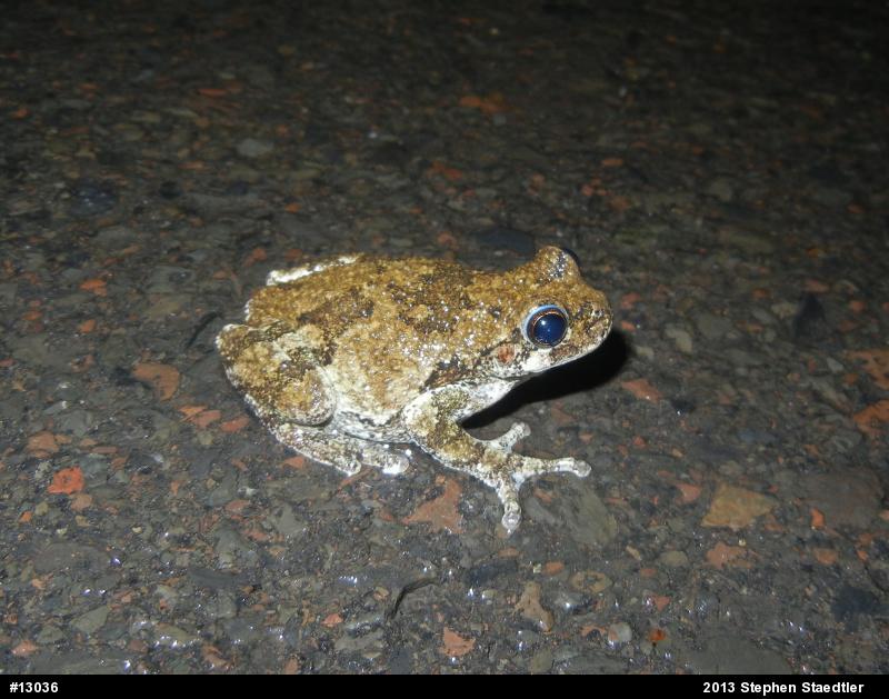 Gray Treefrog