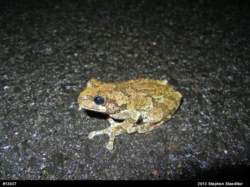 Gray Treefrog
