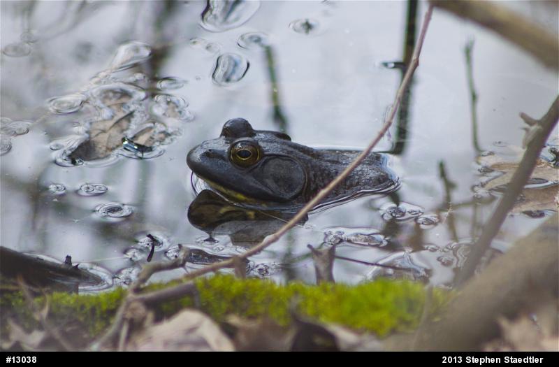 American Bullfrog