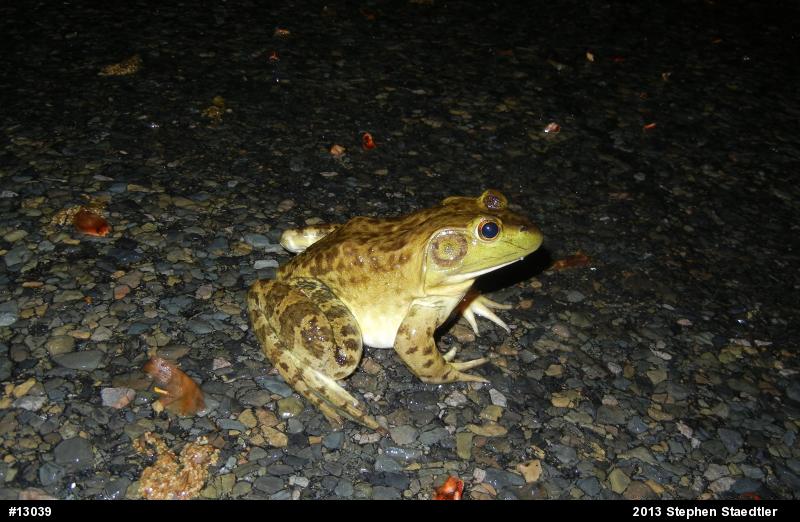 American Bullfrog