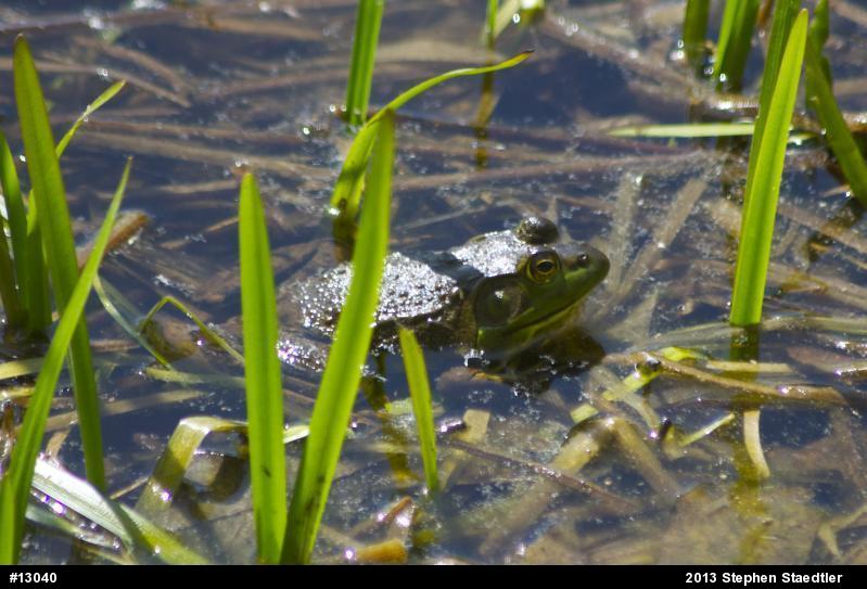 American Bullfrog
