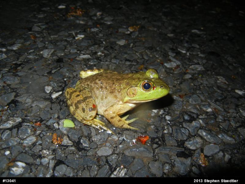 American Bullfrog