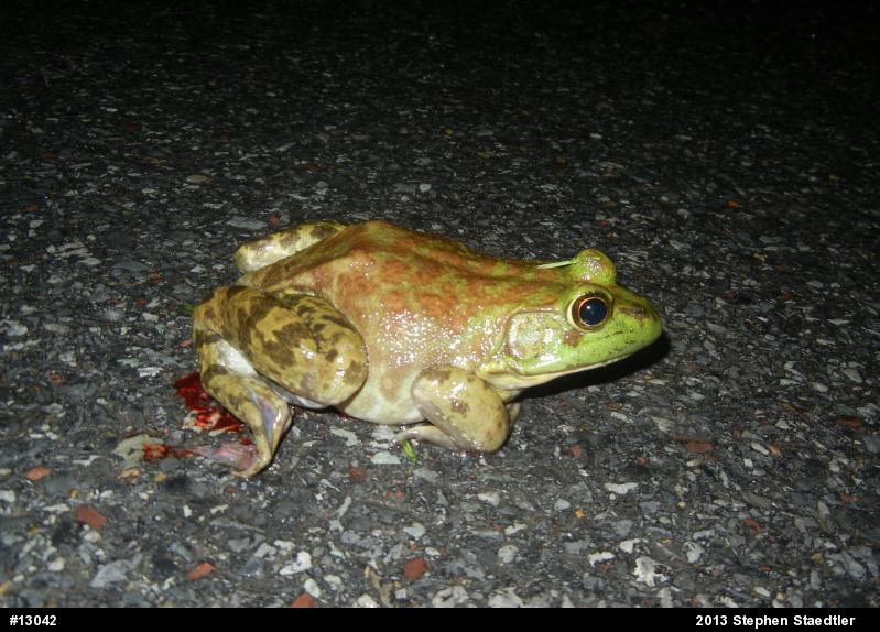American Bullfrog