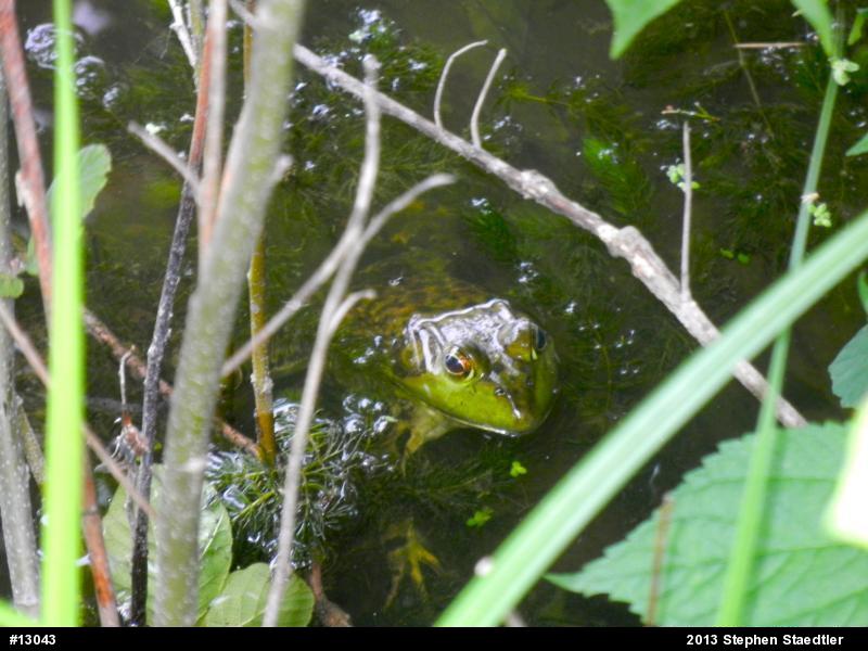American Bullfrog