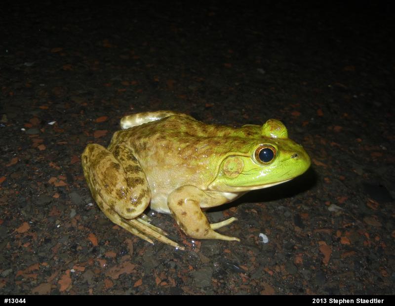 American Bullfrog
