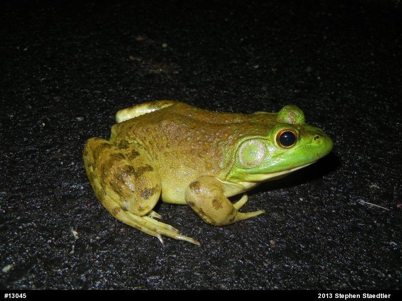 American Bullfrog