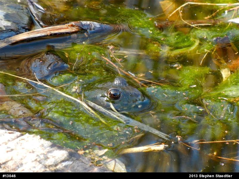 Green Frog