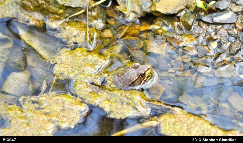 Green Frog