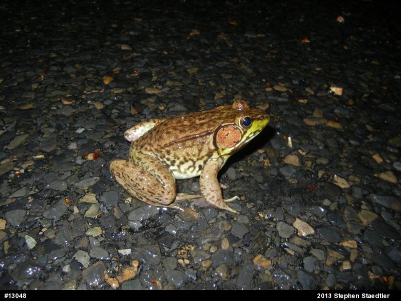 Green Frog