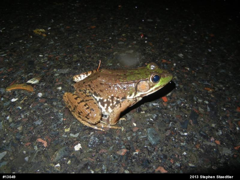 Green Frog