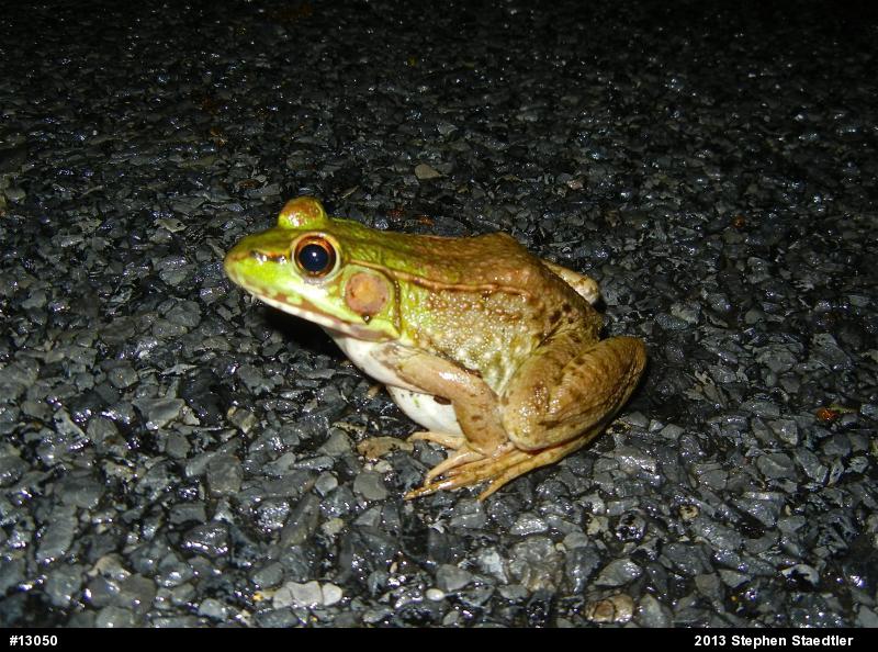 Green Frog