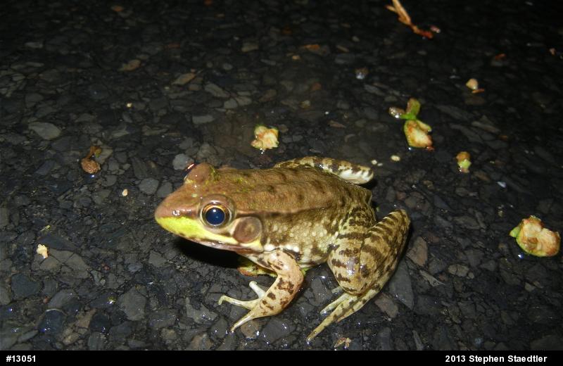 Green Frog