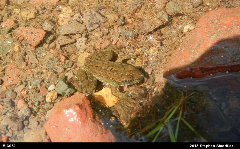 Green Frog