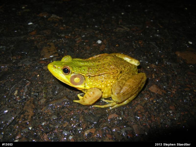 Green Frog