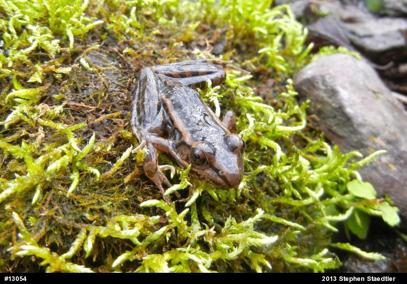 Pickerel Frog