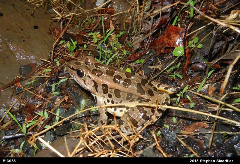 Pickerel Frog