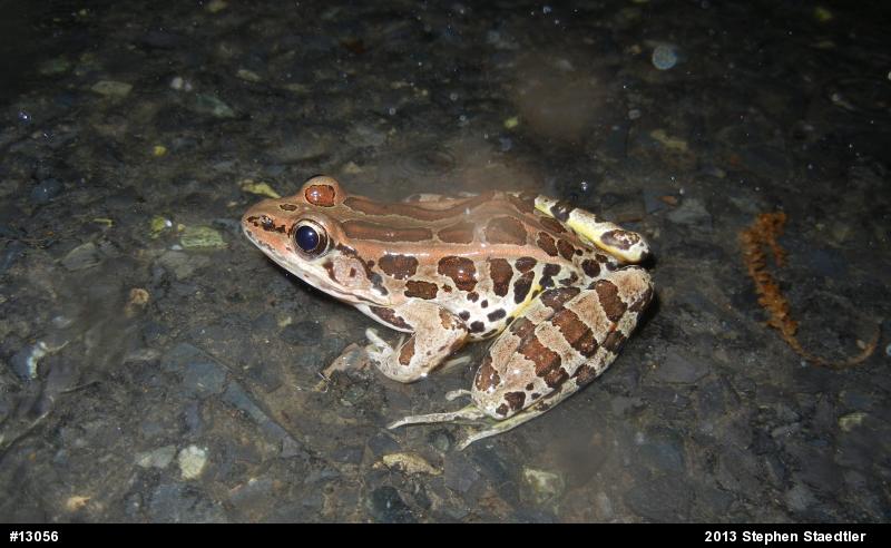 Pickerel Frog