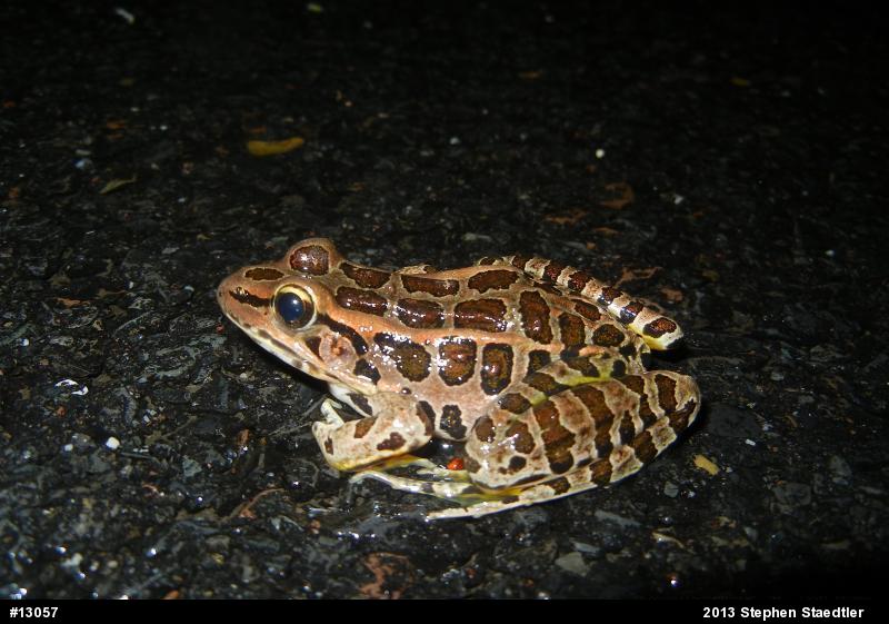 Pickerel Frog