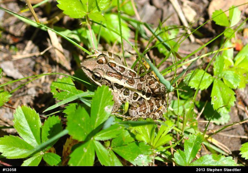 Pickerel Frog
