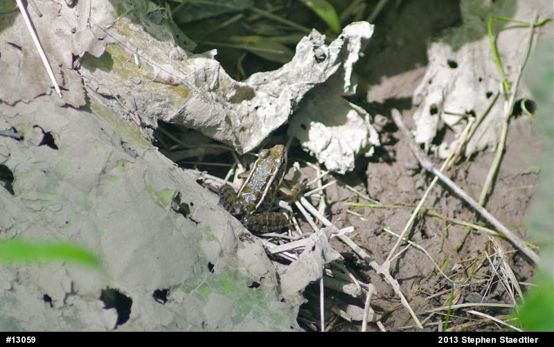 Pickerel Frog