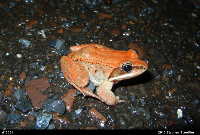 Wood Frog