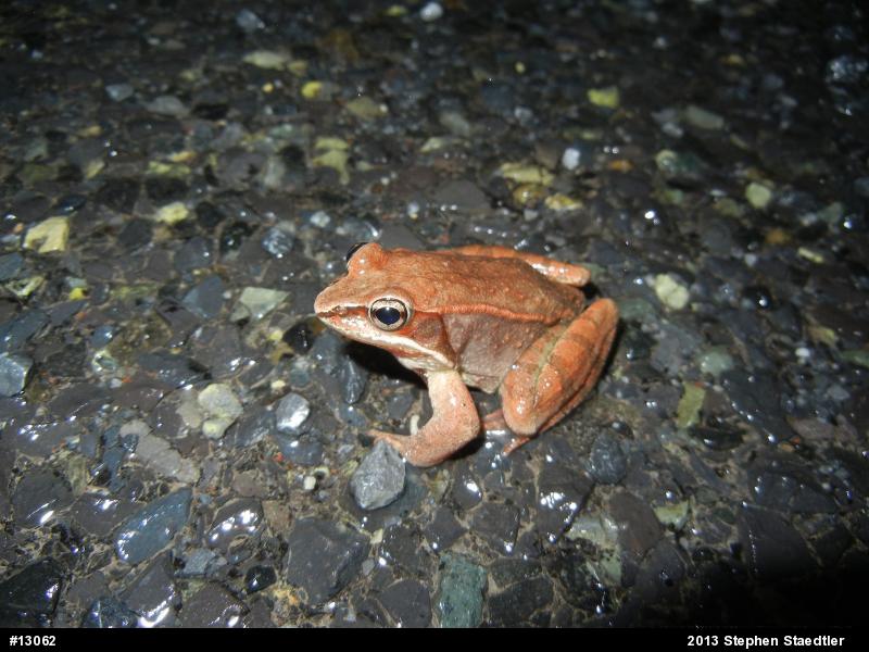 Wood Frog