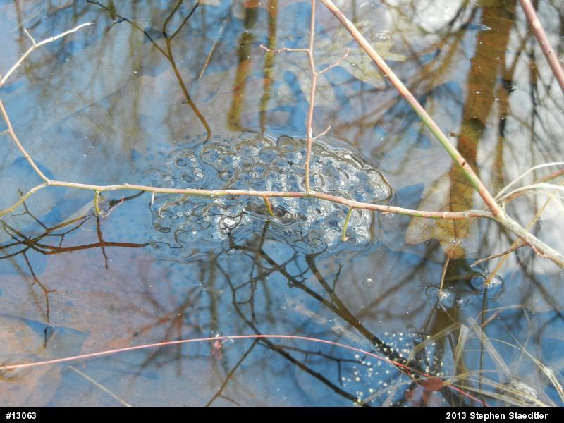 Wood Frog