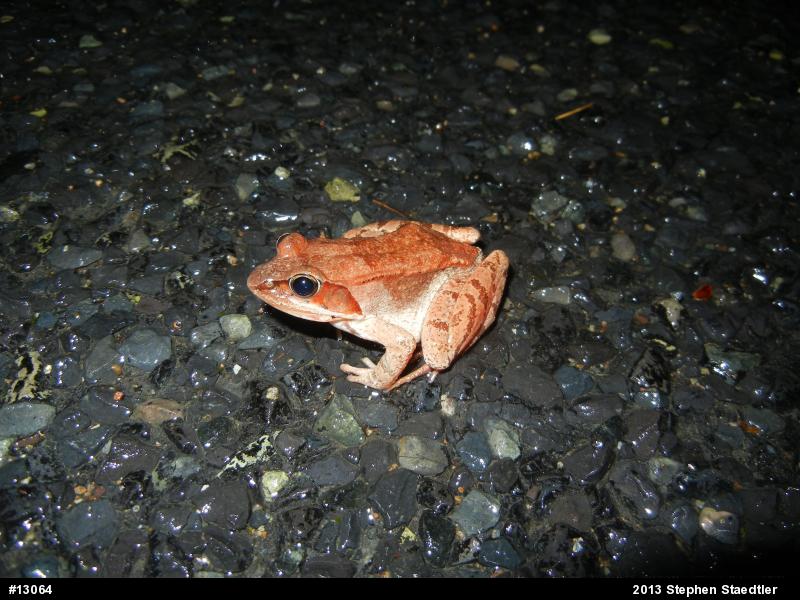 Wood Frog