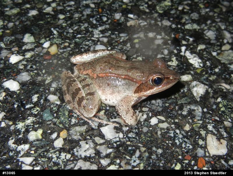 Wood Frog