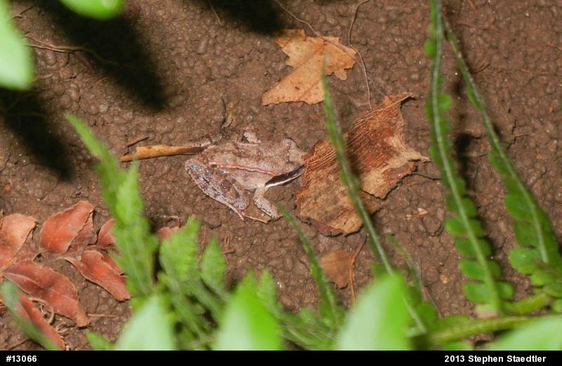 Wood Frog