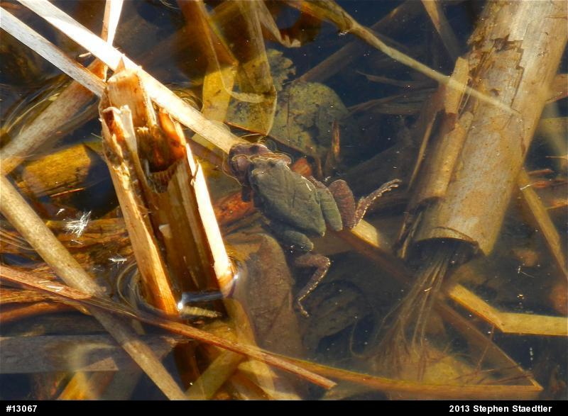 Spring Peeper