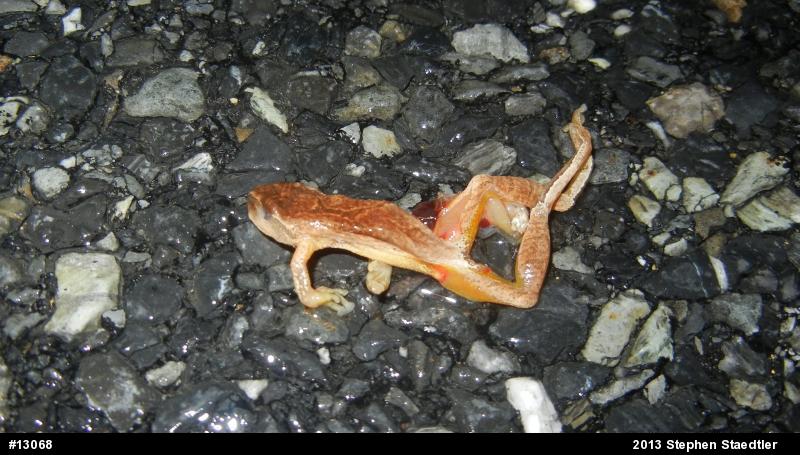 Spring Peeper