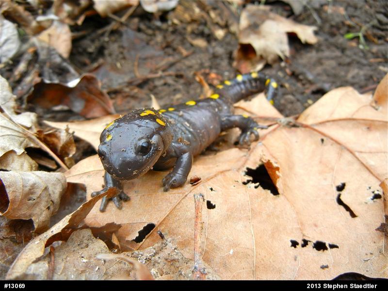 Spotted Salamander