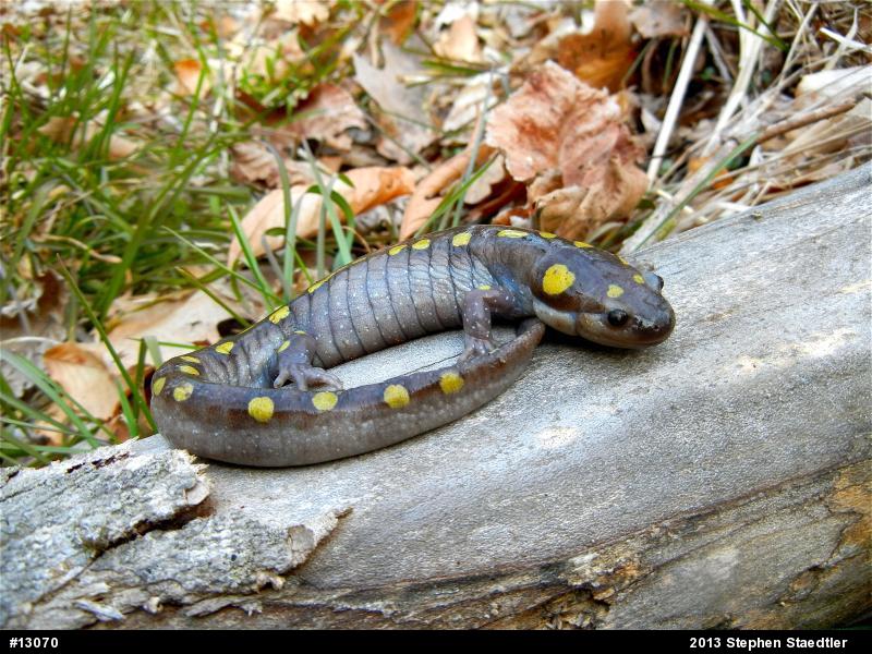 Spotted Salamander