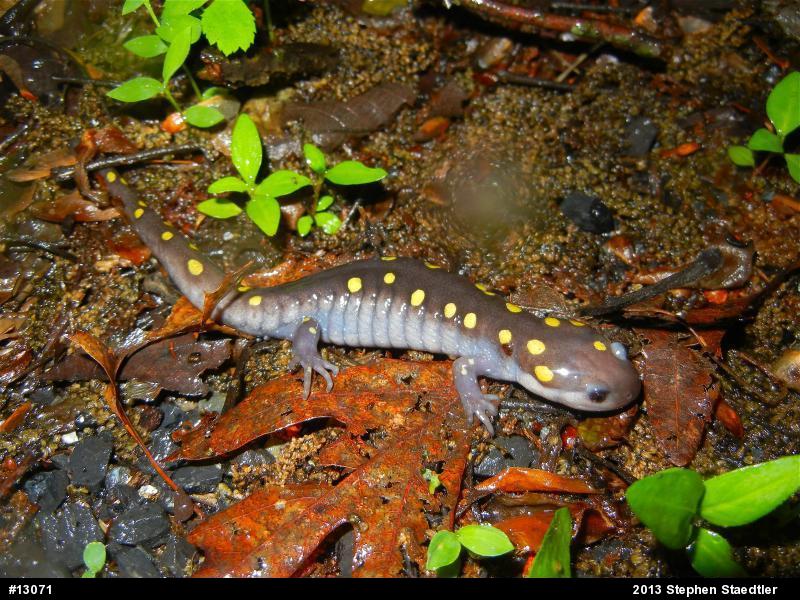 Spotted Salamander