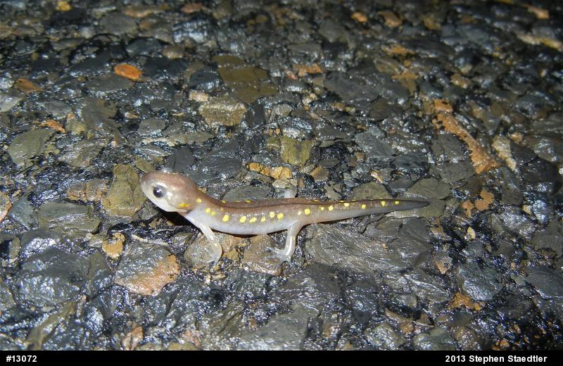 Spotted Salamander