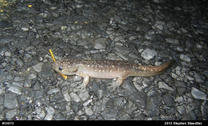 Marbled Salamander
