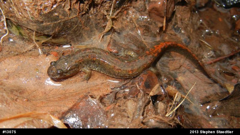 Northern Dusky Salamander