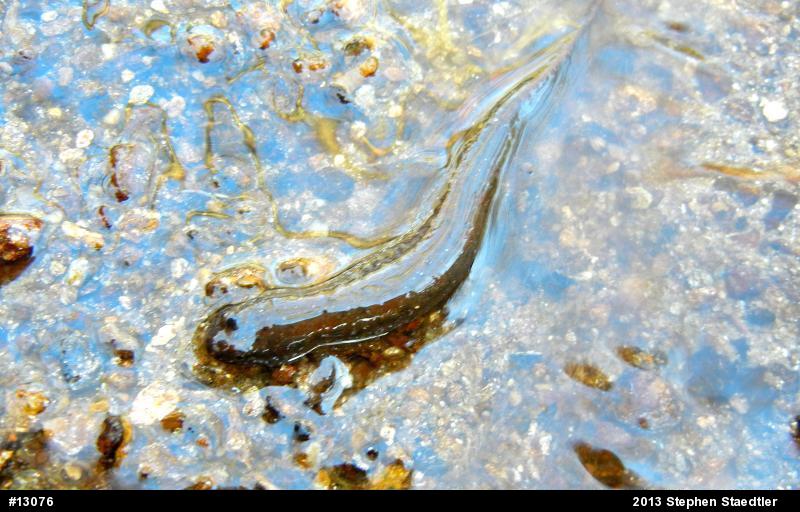 Northern Dusky Salamander