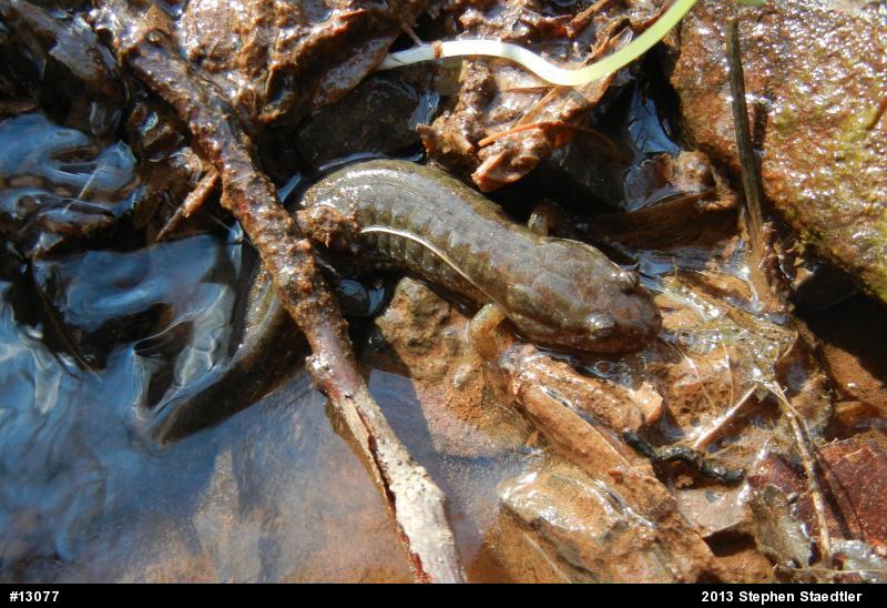 Northern Dusky Salamander