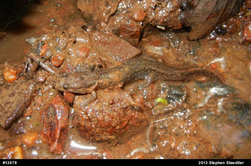 Northern Dusky Salamander