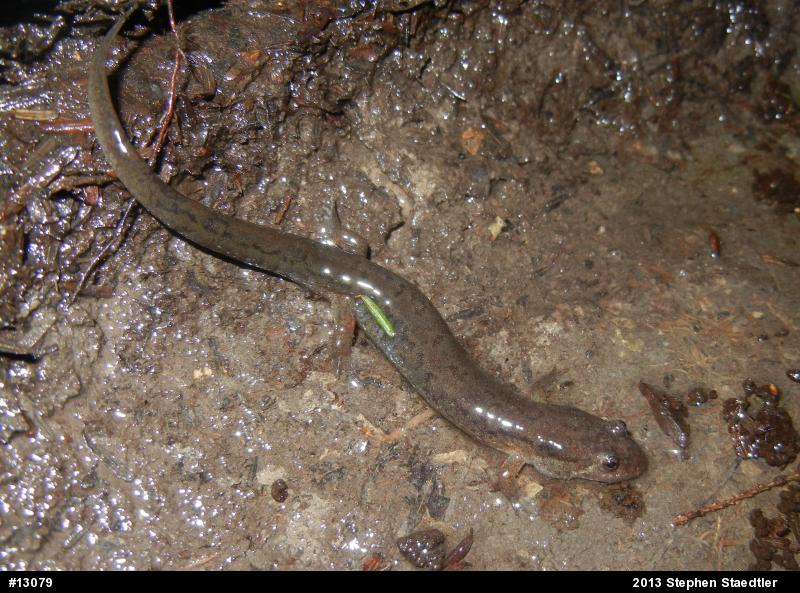 Northern Dusky Salamander