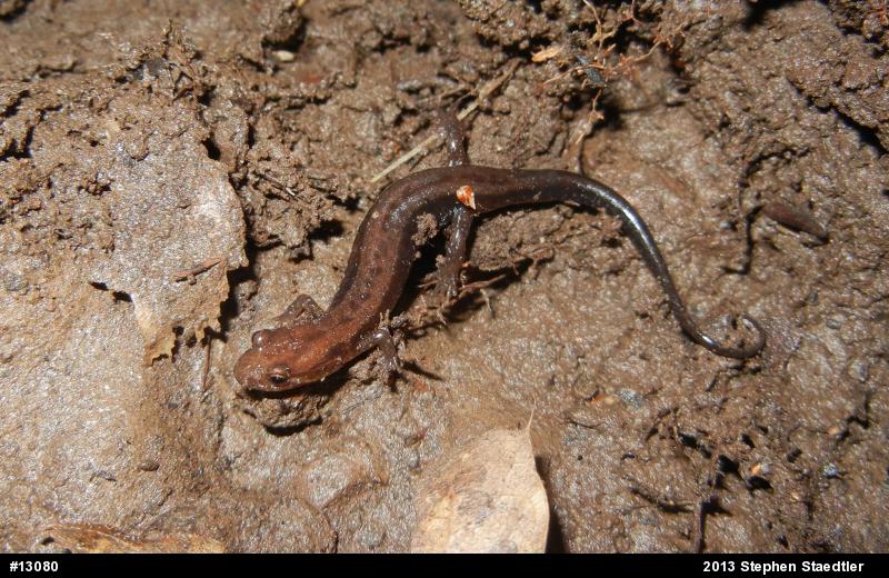Allegheny Mountain Dusky Salamander