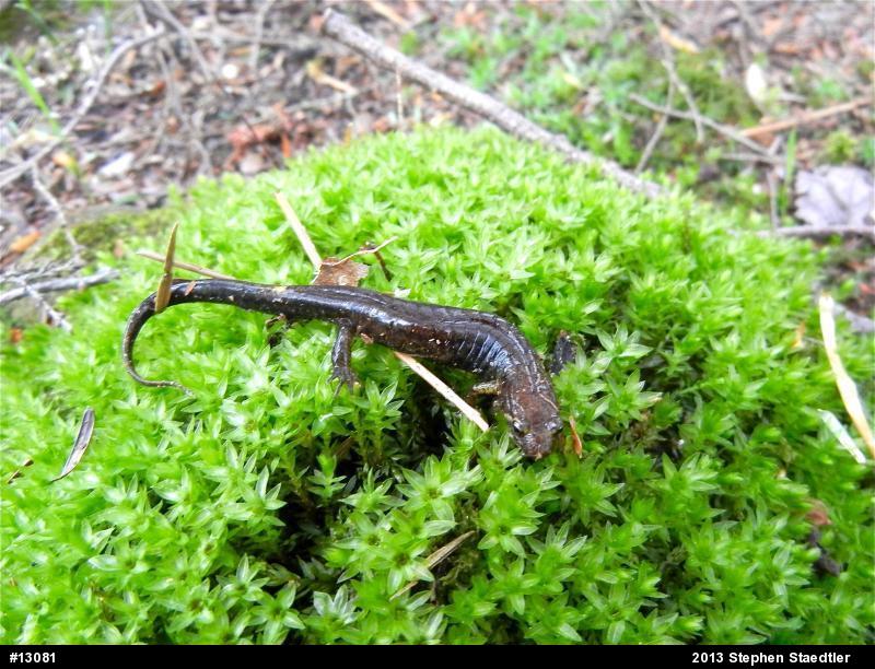 Allegheny Mountain Dusky Salamander